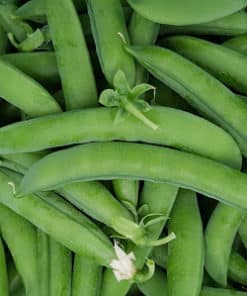 Petits Pois ( 120 gr)