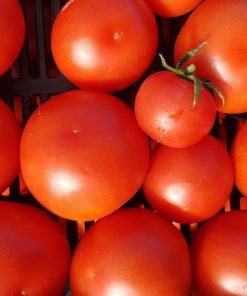 Tomates rondes 400 gr. mini