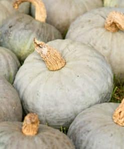 Courge bleu de Hongrie (1 portion de 500 gr. mini)