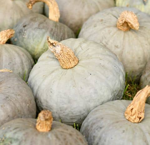 Courge bleu de Hongrie (1 portion de 500 gr. mini)