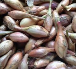 Échalotes nouvelles équeutées (250 gr.)