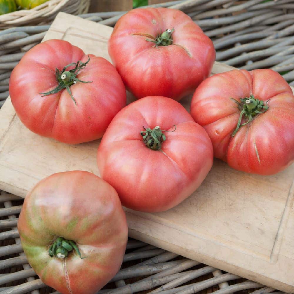 Tomate Rose De Berne 6744