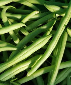 5 Kg Haricots verts