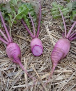 Radis Blue meat (1 - 2 pièces selon taille)