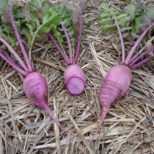 Radis Blue meat (1 - 2 pièces selon taille)