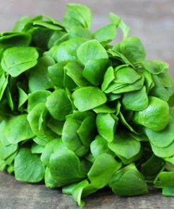 Pourpier d'hiver (120 gr)