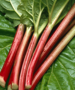 Rhubarbe (2-4 tiges selon taille - 300 - 400 gr.)