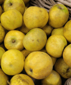 Pomme Lafayette
