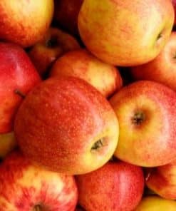 Pomme Braeburn bio - France