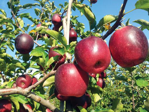 Pomme Story Inored - France (44)