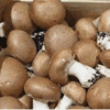 champignon-blond-bio-brest