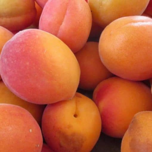 🍑 Abricots bio du Roussillon