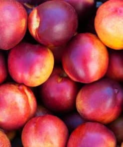 Nectarines bio du Roussillon