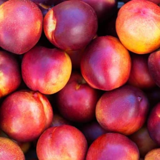 Nectarines bio du Roussillon