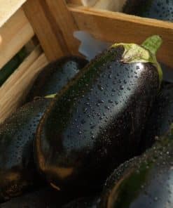 Aubergines - lot de 4 kg