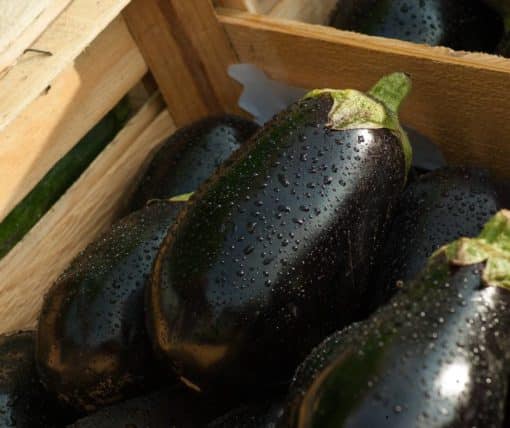 Aubergines - lot de 4 kg