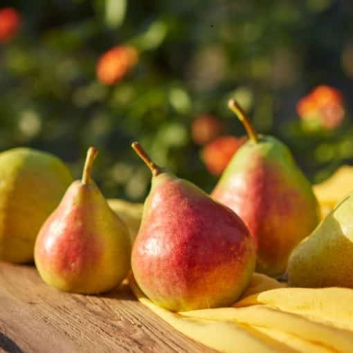 Poire Guyot - France