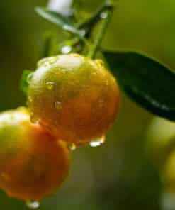 Mandarine Satsuma bio – Sicile