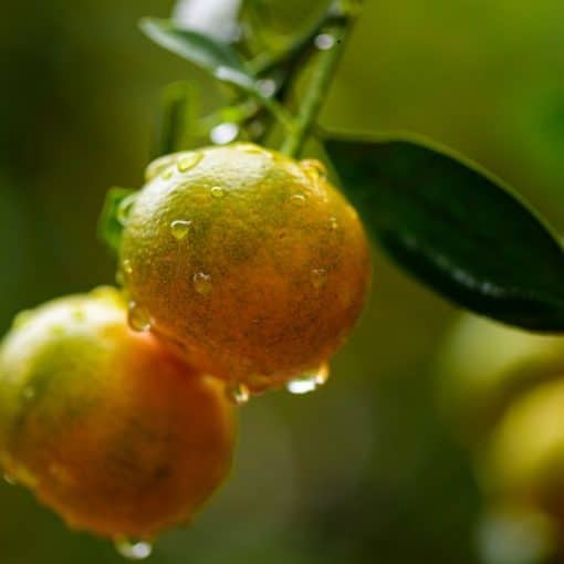Mandarine Satsuma bio – Sicile