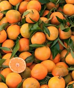 Clémentine CORSE Bio IGP