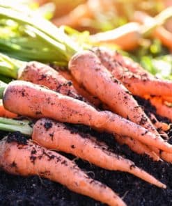 4 kg de carottes bio