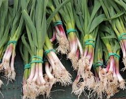 Aillet (jeune ail) - (1 botte)