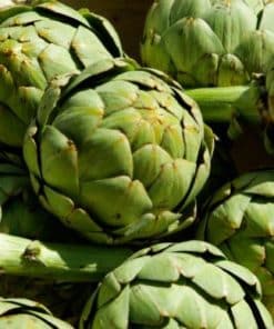 Artichaut Camus / Castel bio (Beau calibre)