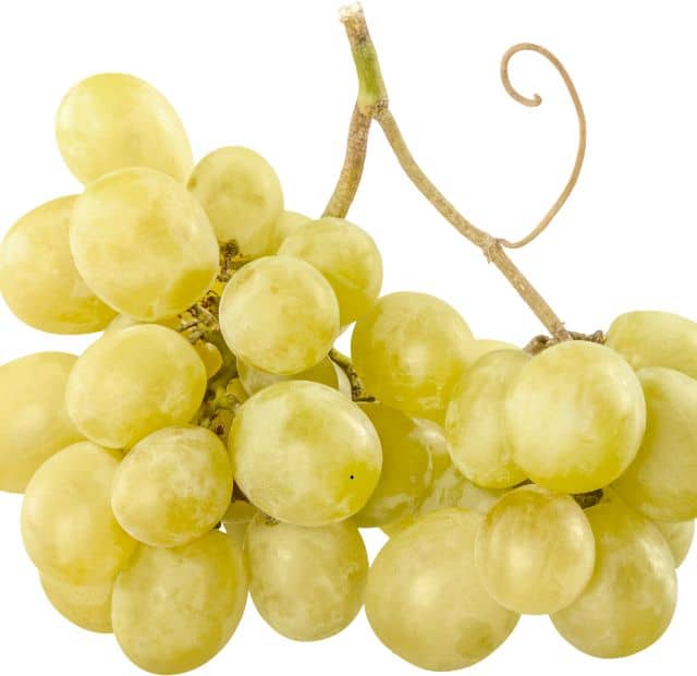 đ Raisin blanc Exalta - France